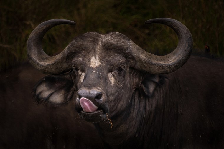 042 Masai Mara.jpg